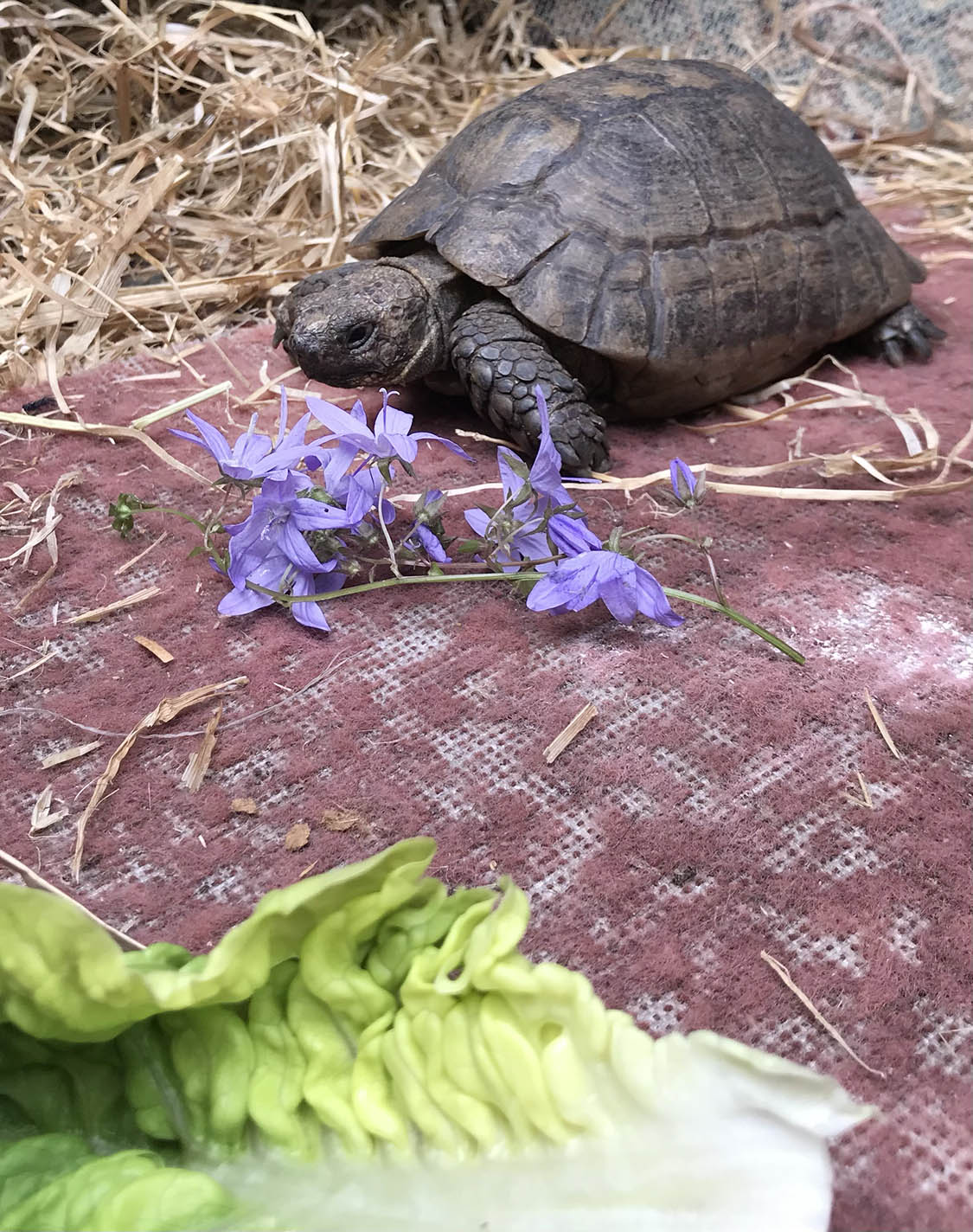 Freddie the WW2 tortoise