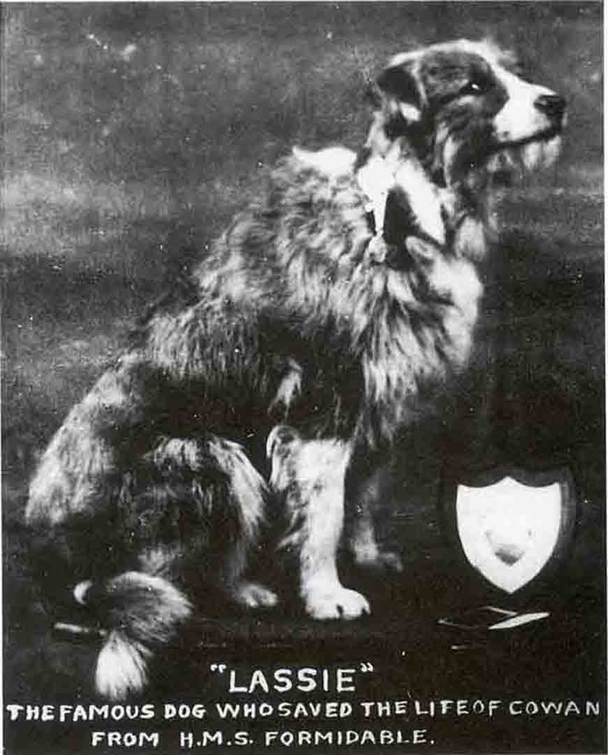 Lassie